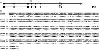 Murine Salivary Amylase Protects Against Streptococcus mutans-Induced Caries